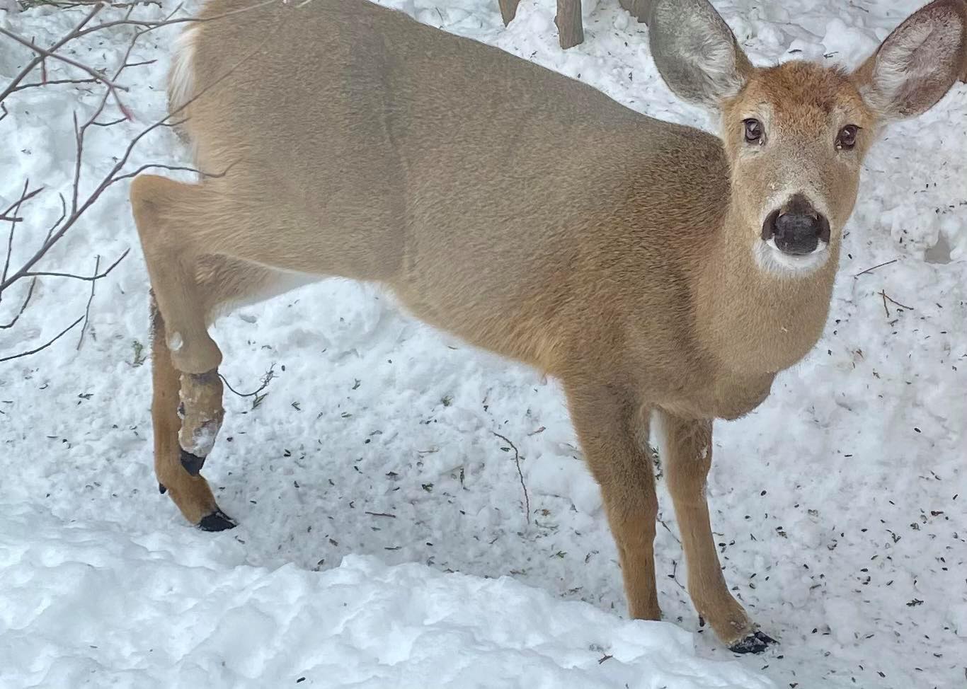 Longueuil devrait faire une gestion éthique des cerfs de Virginie