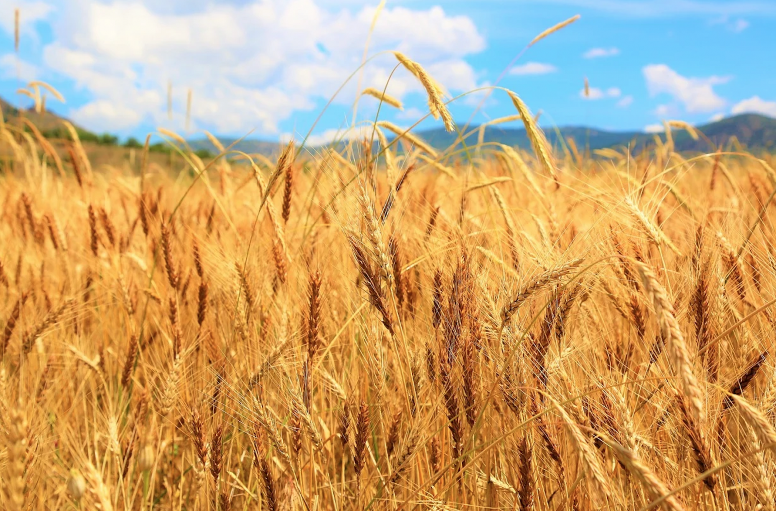 Les producteurs de grain sont préoccupés par le marché du carbone