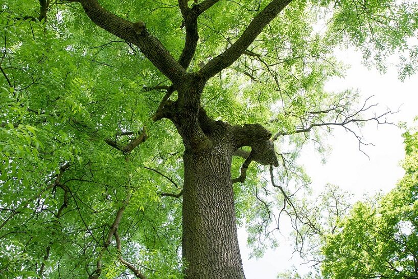 Financial assistance for the treatment of ash trees in Boucherville