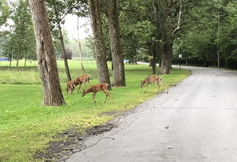 Surpopulation des Cerfs de Virginie : Longueuil Ensemble et Longueuil citoyen prennent position