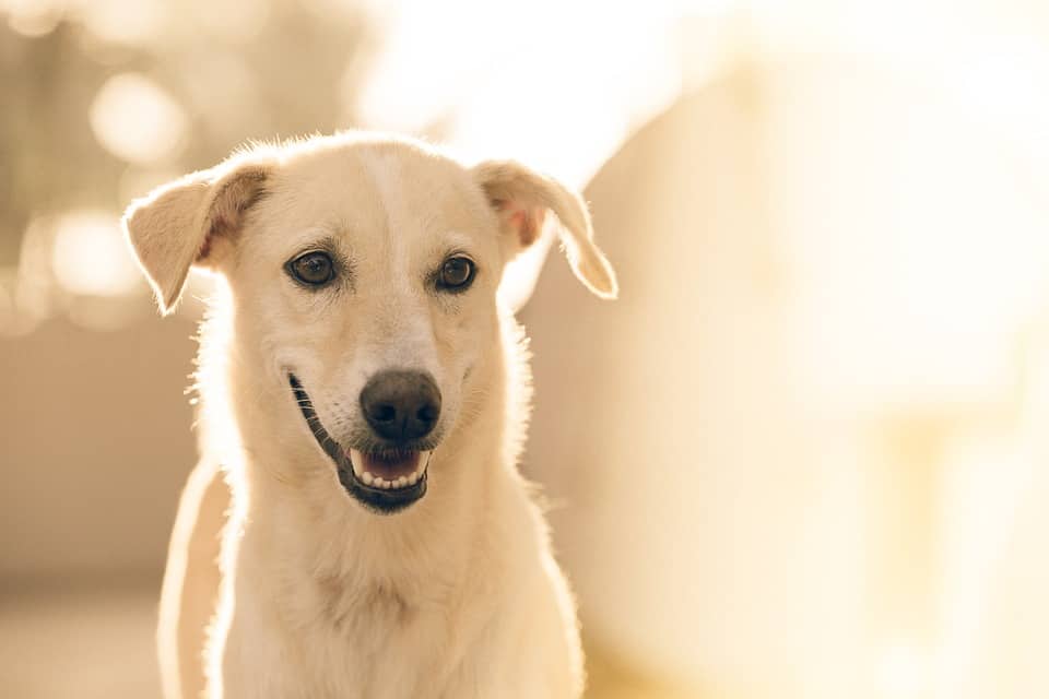 chiens animaux