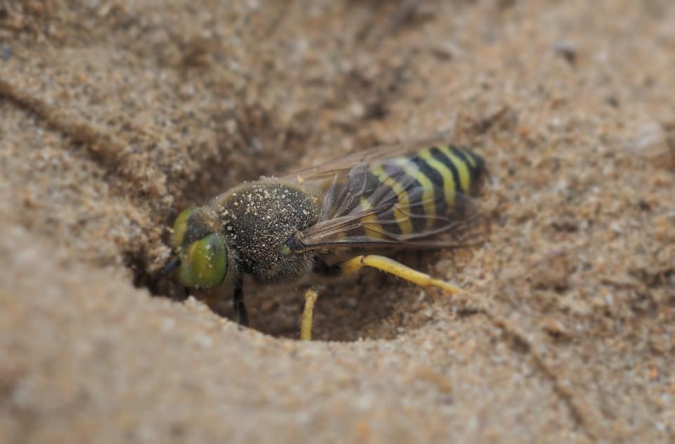 Un traitement contre les guêpes de sable au parc de la Voie Maritime