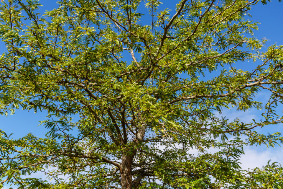 Le Jour de l’arbre reprend cette année pour la ville de Brossard