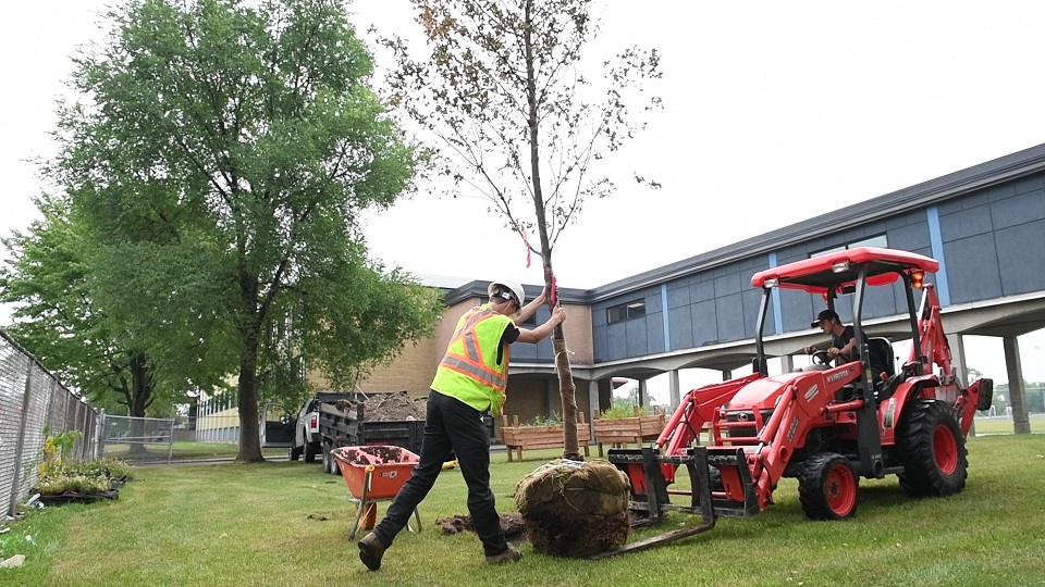 Des centaines de nouveaux arbres au CSS Marie-Victorin