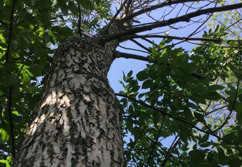 Disparition d’arbres sur des terrains résidentiels de Brossard