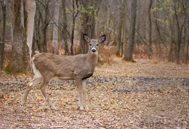 Les dossiers des cerfs fait hausser le ton au conseil de Longueuil 