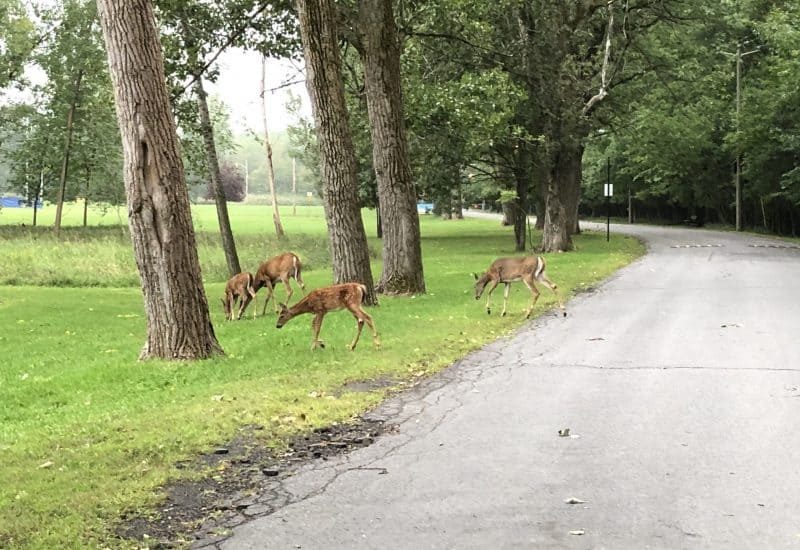 Abattage de cerfs: une demande de Longueuil étudiée par Québec