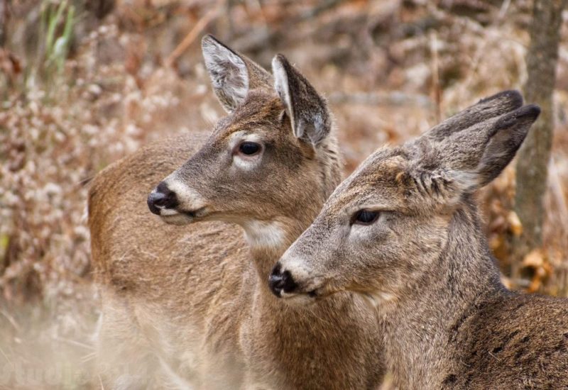 Plusieurs cerfs des Îles-de-Boucherville bloqués sur la Rive-Sud