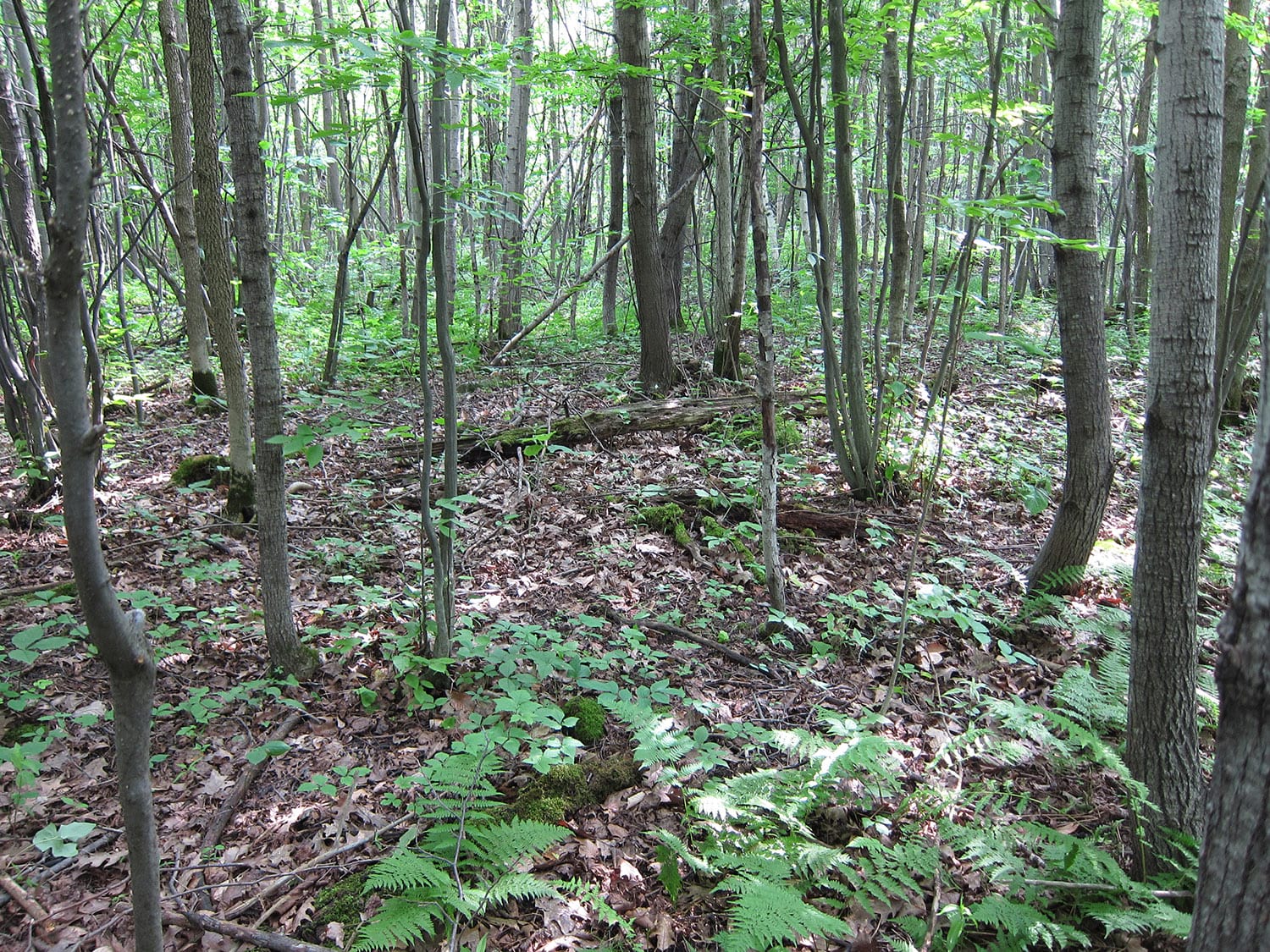 Le Bois de Brossard devient une aire protégée de la Montérégie