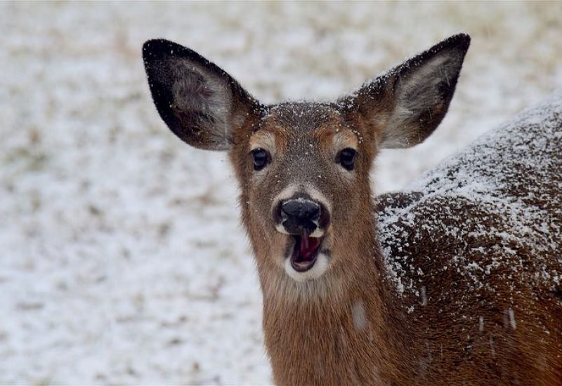 La Prairie va recenser les cerfs de son territoire