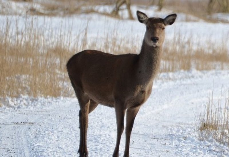 Des travaux scientifiques, en lien avec le déplacement des cerfs, vont être réalisés par les équipes du ministère de l’Environnement, durant le mois de janvier et février prochain.