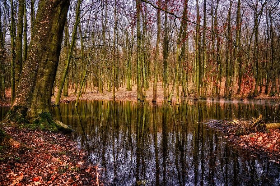 Boisé milieu humide