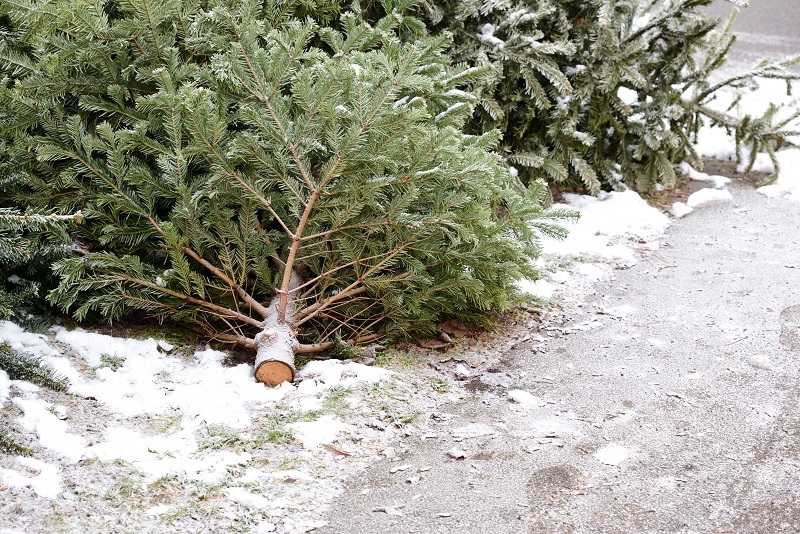 Sapin coupé sur la neige