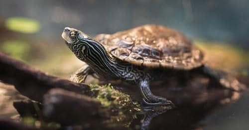 Tortue à l'extérieur