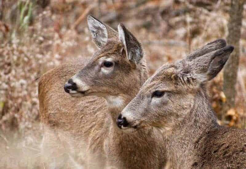 Les élus de Longueuil sont à nouveau bombardés de questions sur les cerfs au parc Michel-Chartrand