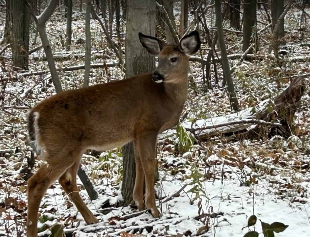 Des Longueuillois refusent la tuerie des cerfs