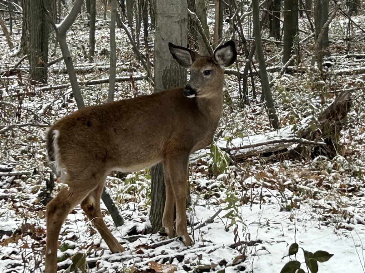 Des défenseurs des cerfs interrogent encore leurs élus de Longueuil