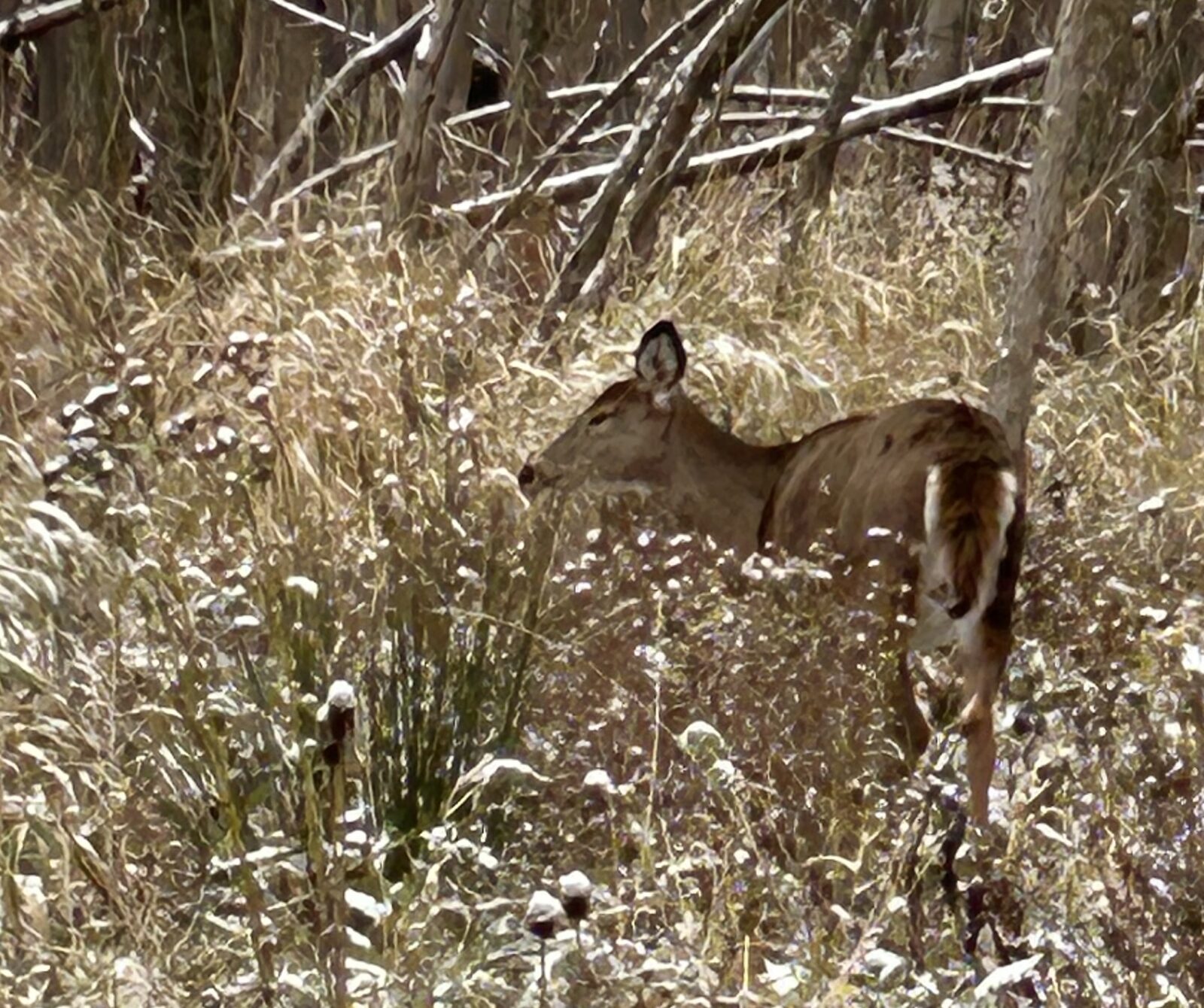 Les opposant refusent de baisser les bras dans le dossier des cerfs