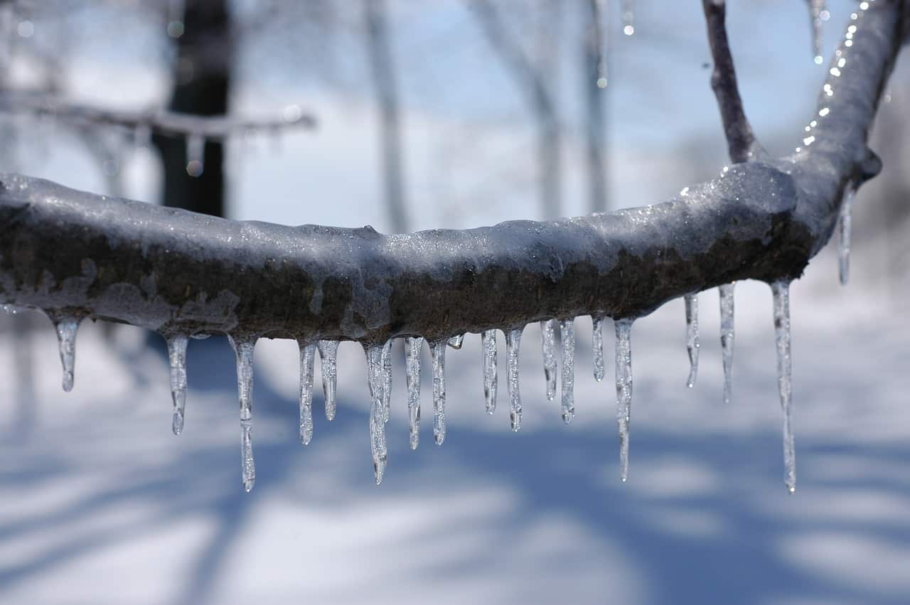 branche recouverte de glace