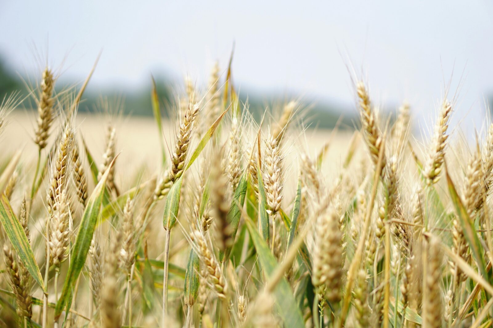 Les municipalités rurales demandent 25M$ pour protéger les zones agricoles