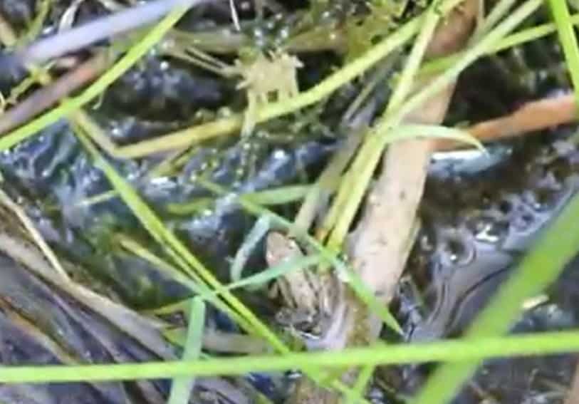 Longueuil et NAQ vont restaurer un habitat de la rainette