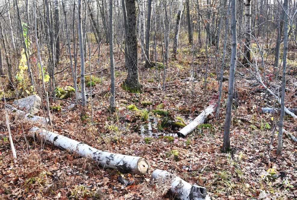 Longueuil va dépenser 188 000 $ pour replanter des arbres