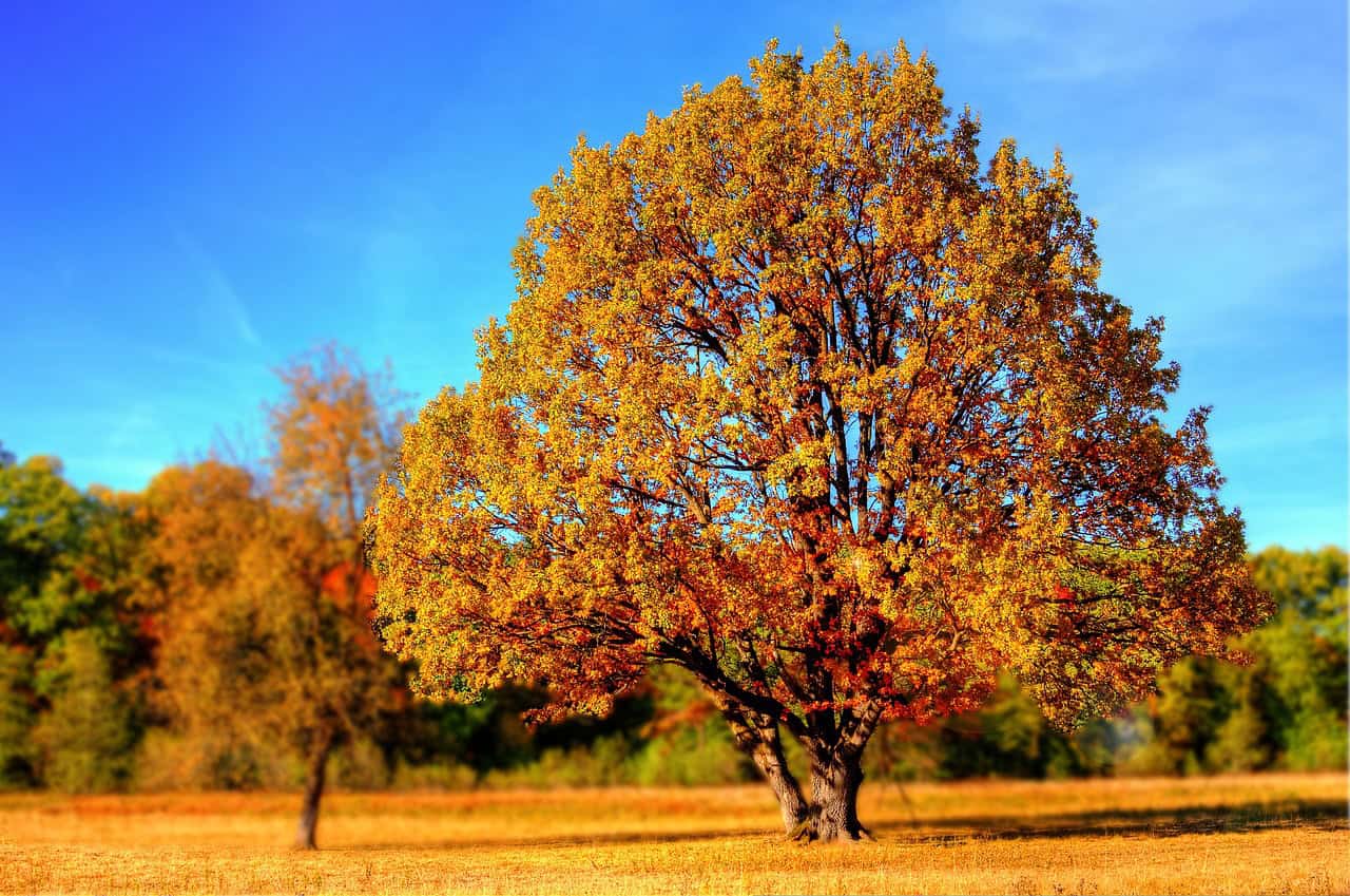 La Prairie se dote d’une politique de l’arbre