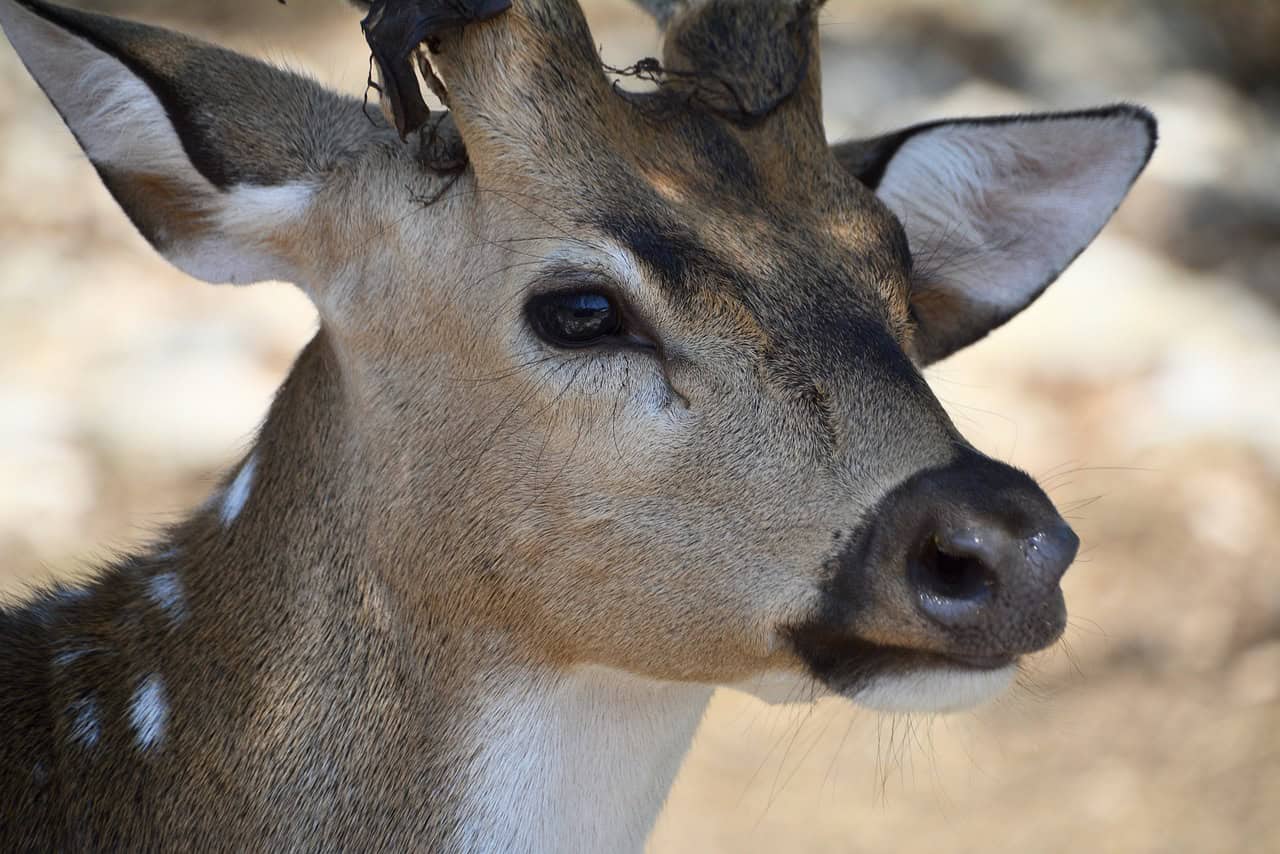 Un défenseur des cerfs à Longueuil se plaint du président du conseil 