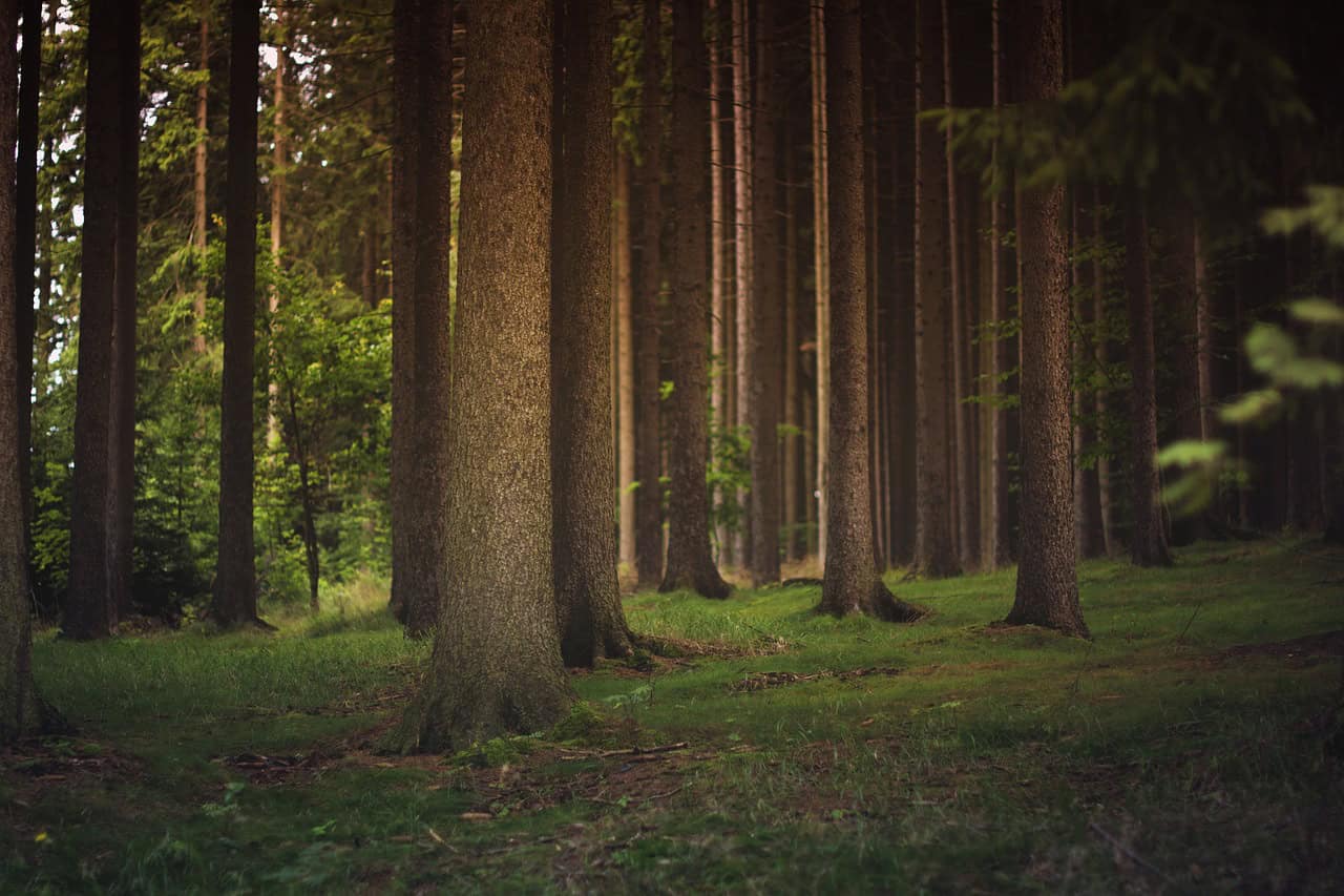 Un premier plan stratégique et d’intervention en foresterie urbaine à Brossard 