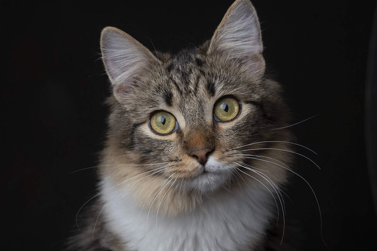 La Journée de l’animal de compagnie revient pour une 10e édition à Brossard