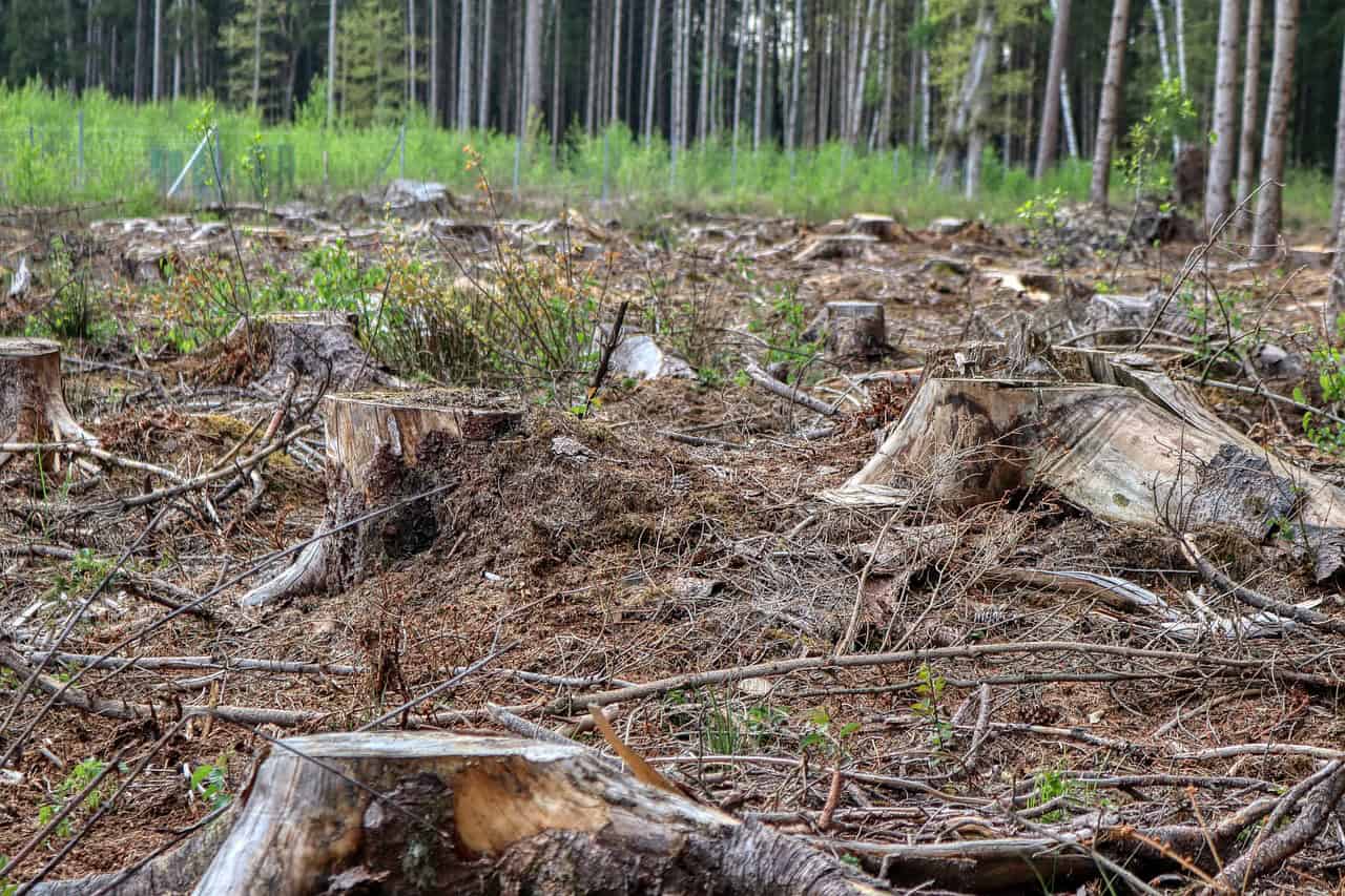 L’abattage d’arbres à St-Lambert, une solution de dernier recours 