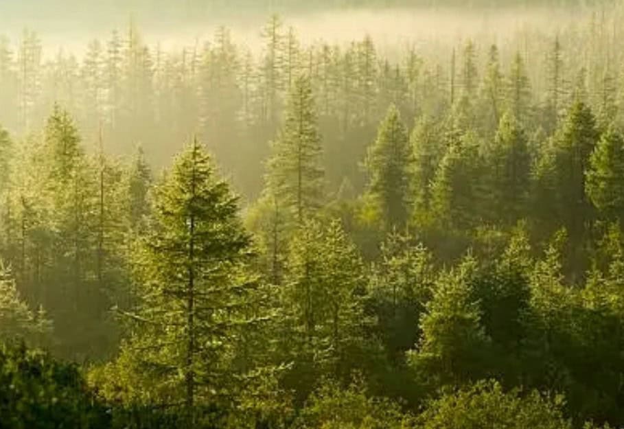 Campagne de sensibilisation aux arbres à Delson