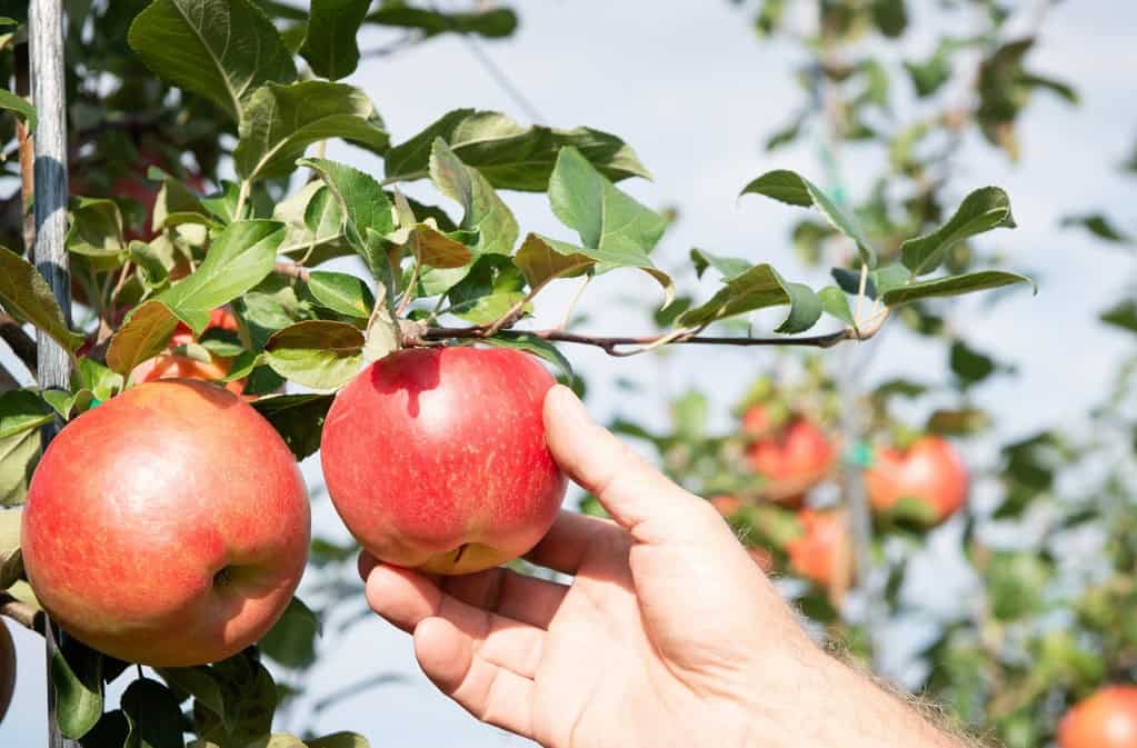 C’est le temps de s’approvisionner en pommes