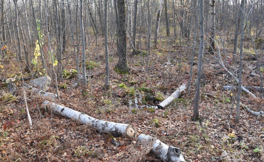 Longueuil paie 3,5 M$ pour entretenir des arbres