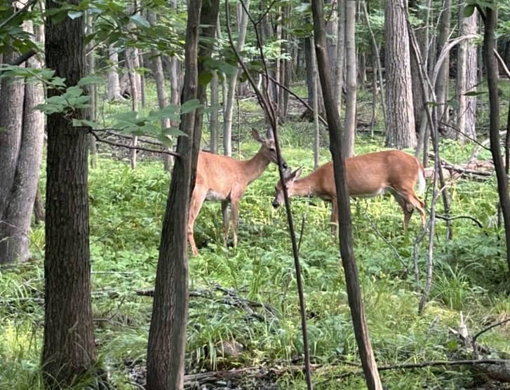 Longueuil obtient un permis pour contrôler la population de cerfs au parc Michel-Chartrand