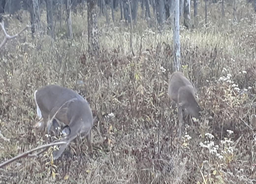 Une vigile en mémoire des cerfs abattus à Longueuil