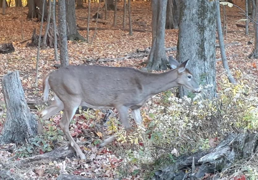 La SEPAQ va tenir une action de réduction de cerfs sur la Rive-Sud