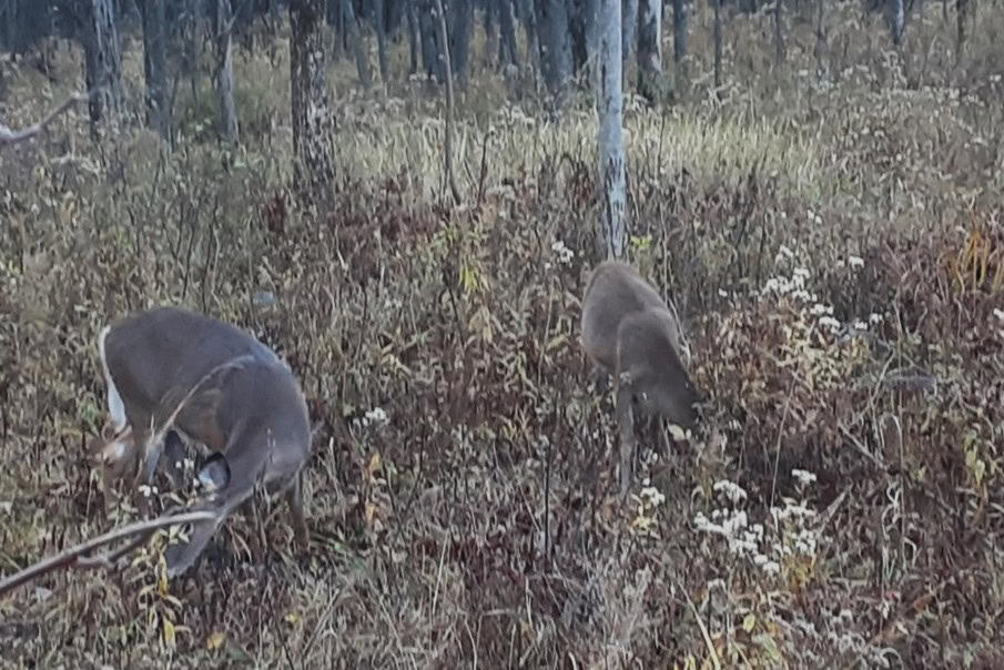 64 cerfs abattus cette semaine à Longueuil