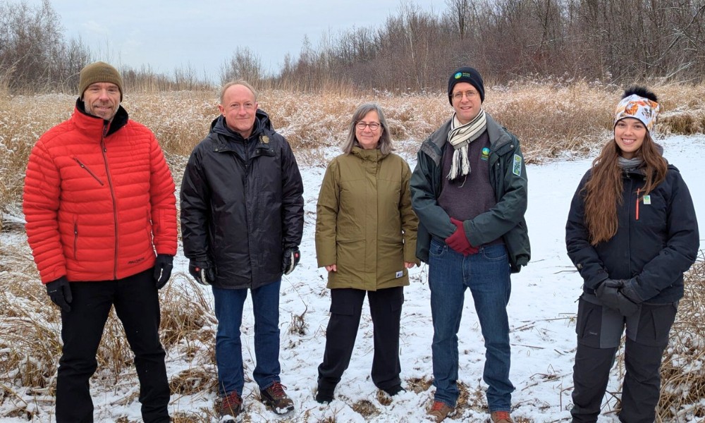 Restauration de milieux humides pour la rainette faux-grillon à Boucherville