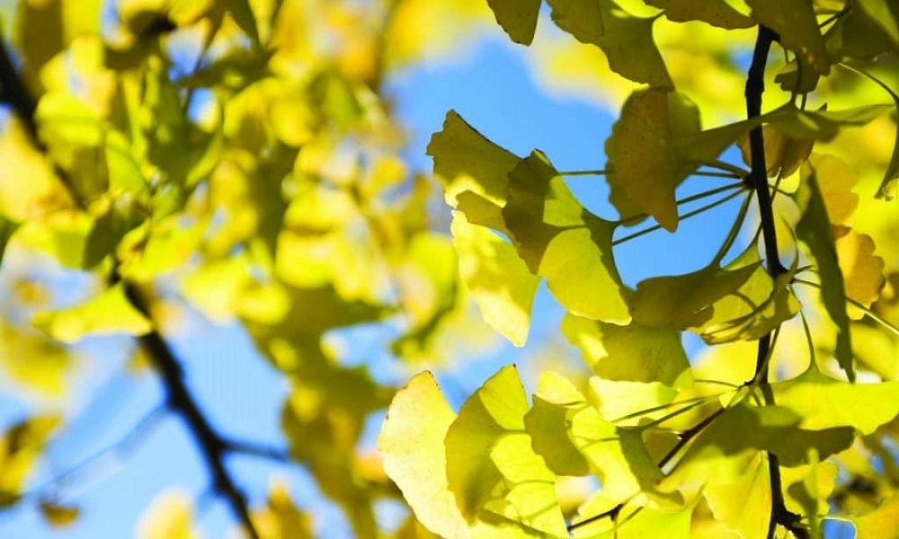 Boucherville offre un arbre aux nouveaux parents. Photo : Courtoisie
