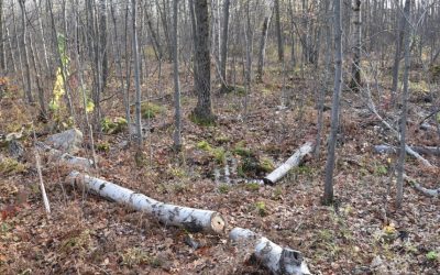 Longueuil paie 3,5 M$ pour entretenir des arbres