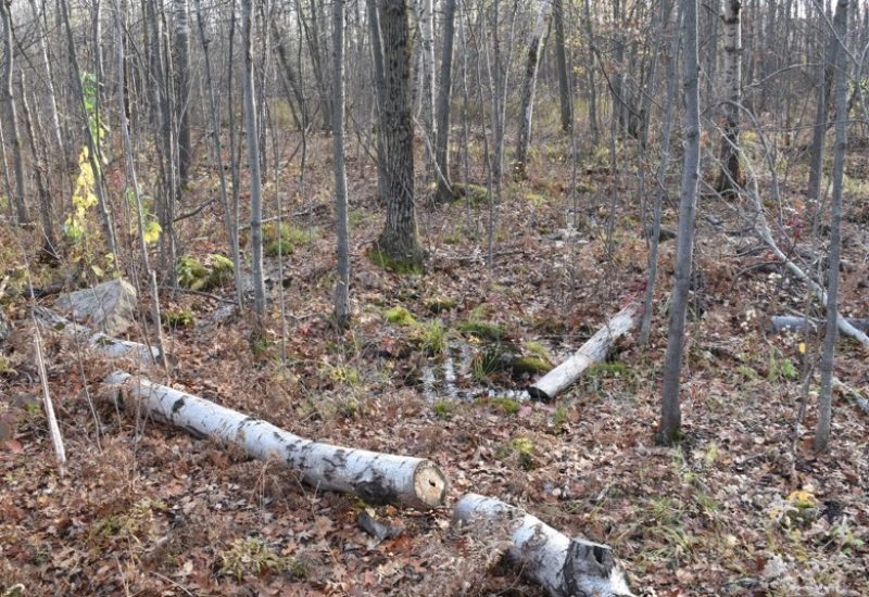 Longueuil paie 3,5 M$ pour entretenir des arbres