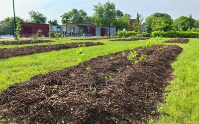 Verdissement du territoire à Longueuil grâce au partenariat avec Desjardins