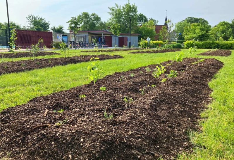 Verdissement du territoire à Longueuil grâce au partenariat avec Desjardins