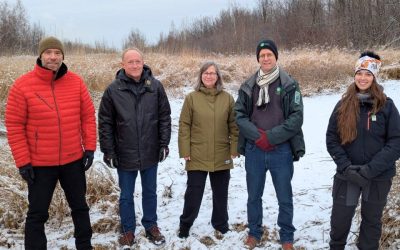 Restauration de milieux humides pour la rainette faux-grillon à Boucherville