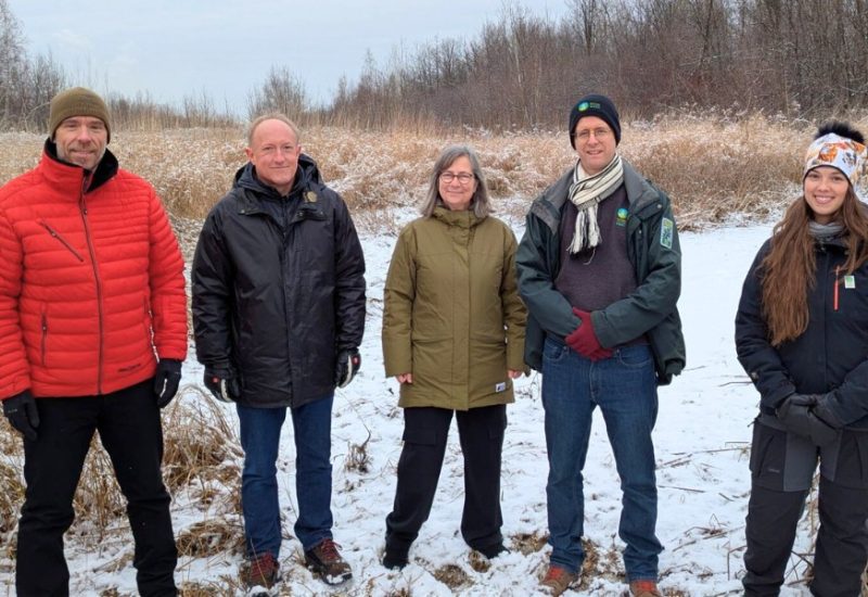 Restauration de milieux humides pour la rainette faux-grillon à Boucherville