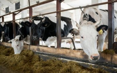 Les producteurs de lait de la Montérégie Est et Ouest annoncent avoir offert près de 78 200 $ en dons et commandites à des entreprises locales en 2024.