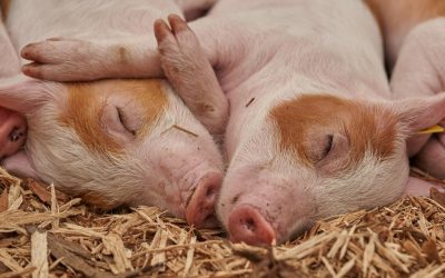 Un don des Éleveurs de porcs de la Montérégie pour contrer l’insécurité alimentaire