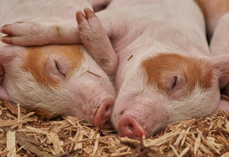 Un don des Éleveurs de porcs de la Montérégie pour contrer l’insécurité alimentaire