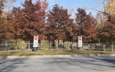 Longueuil procède à l'abattage de cerfs au parc Michel-Chartrand